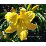Buttered Popcorn Daylily