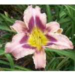 Butterfly Encounter Daylily