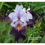 Caberet Royale Iris