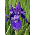 Caesar's Brother Siberian Iris