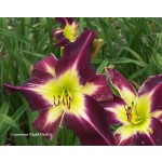 Cameroon Night Daylily