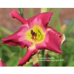 Cameroons Daylily