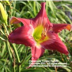 Cameroons Twister Daylily