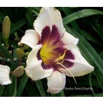 Canadian Border Patrol Daylily