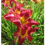 Carmine Monarch Daylily