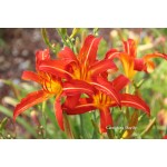 Carol Sing Daylily