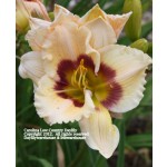 Carolina Low Country Daylily