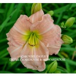 Carousel Daylily