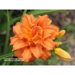 Carpener Shavings Daylily