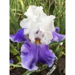 Cascadian Rhythm Iris