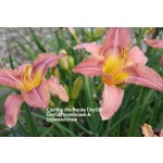 Casting the Runes Daylily