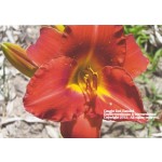 Caught Red Handed Daylily