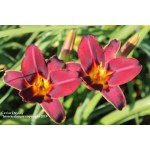 Caviar Daylily