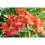 Celebrity Elite Daylily