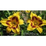 Centerpiece Daylily