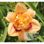 Chain Reaction Daylily