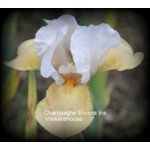 Champagne Encore Iris