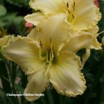 Champagne Chiffon Daylily