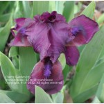 Cherry 'Garden Iris
