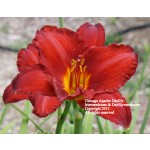Chicago Apache Daylily
