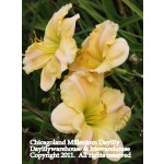 Chicagoland  Millenium Daylily