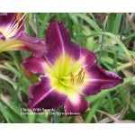 Chick with Swords Daylily