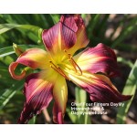 Chief Four Fingers Daylily