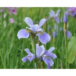 China Spring Siberian Iris