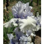 Chinook Winds Iris