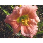 Chorus Line Daylily