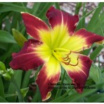 Christine Dixon Daylily