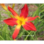 Christmas Ribbon Daylily