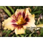 Ciarra Vonnie Daylily