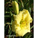 Civil Rights Daylily