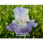 Clarence Iris