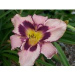 Clarification Daylily