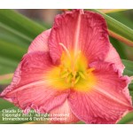 Claudia Ford Daylily