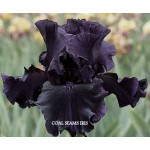Coal Seams Iris
