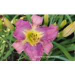 Cobraskin Necktie Daylily