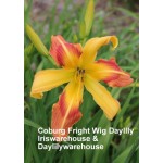 Coburg Fright Wig Daylily