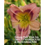 Coburg Pink Wink Daylily