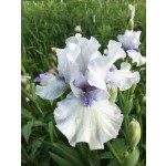 Code of Honor Iris