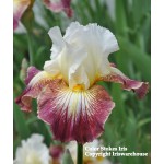 Color Strokes Iris