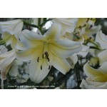 Conca d or Oriental trumpet lily 2 bulbs