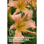 Concorde Nelson Daylily