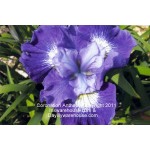 Coronation Anthem Siberian Iris