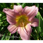 Corryton Pink Daylily