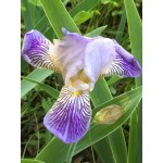 Cottage Maid Iris 1906
