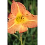 Country Holiday Daylily