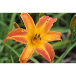 Crash Course Daylily